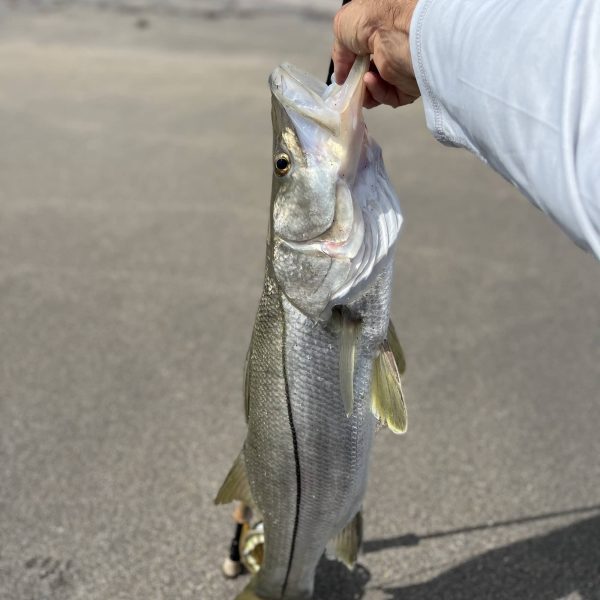 Fly Fishing For Snook