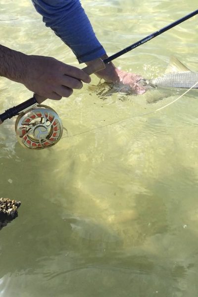 Fly Fishing For Snook In Stuart