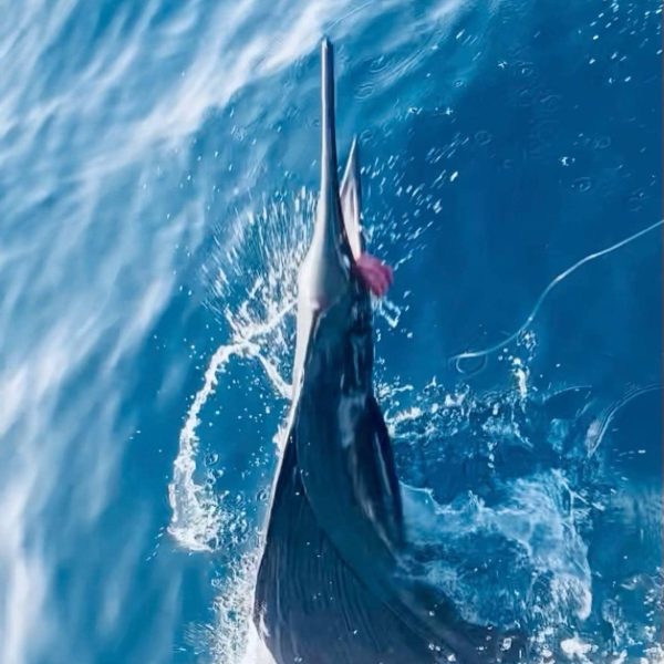 Sailfish Fishing Stuart