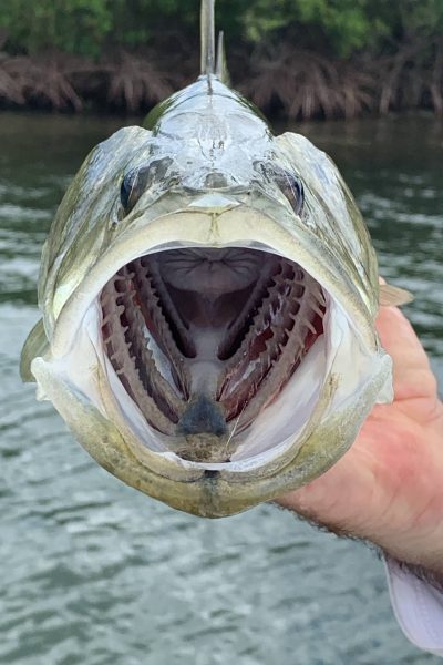 Snook Mouth